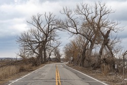 A Canopy Of Barren Trees Over A Weathered Road In Long Point, Ontario, Canada. 