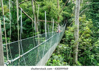 Canopy Bridge In Taman Negara, Malaysia