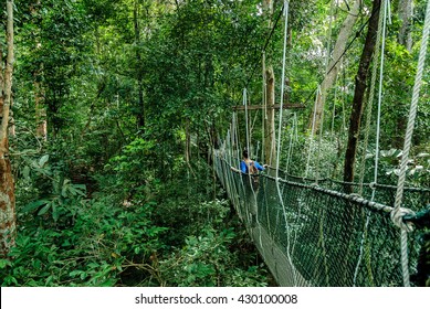 Canopy Bridge In Taman Negara, Malaysia