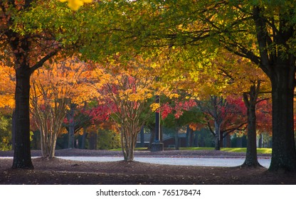 Canopy Of Color In Morning Light, Greenville, NC, USA