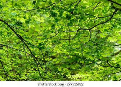 A canopy of fresh green leaves in summer.