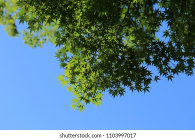 Canopy Of Green Japanese Maple Leaves 