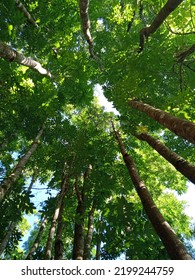 Canopy Of Mahogany Tree Worm View