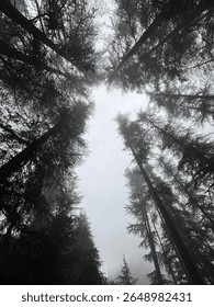 A canopy of Pine trees