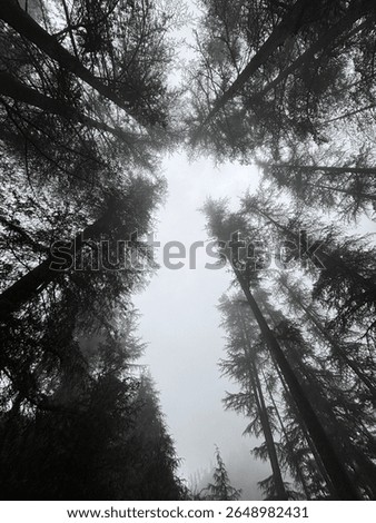 A canopy of Pine trees