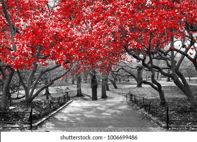 Canopy Of Red Trees In Surreal Black And White Landscape Scene In Central Park, New York City