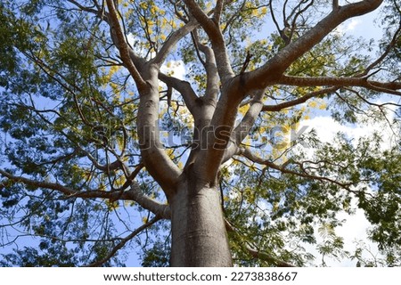 Canopy of a robust tree reminiscent of an ecotone between the Brazilian cerrado and Amazon rainforest biomes