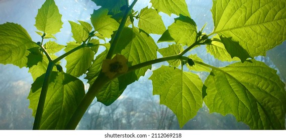 Canopy Of Sunny Tomatillo Plant Leaves 