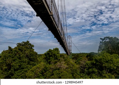 Canopy Suspension Bridge In Amazon Rainforest In Ecuador