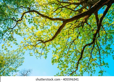 Canopy Of Tall Growing Oak Tree with Fresh Foliage in Spring Summer. Deciduous Forest, Summer Nature, Sunny Day. Upper Branches Of Tree. Low Angle View. Woods Background.