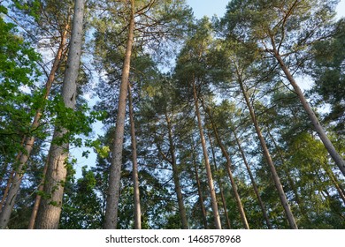 Canopy Tall Pine Trees Stock Photo 1468578968 | Shutterstock