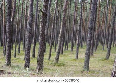 Canopy of tall, straight, maturing pine trees - Shutterstock ID 58339540