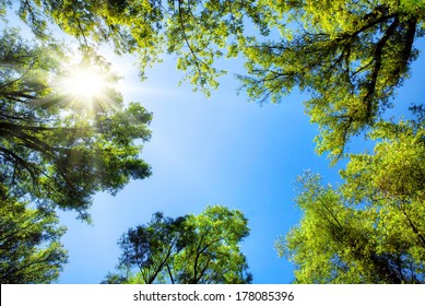 The canopy of tall trees framing a clear blue sky, with the sun shining through - Shutterstock ID 178085396