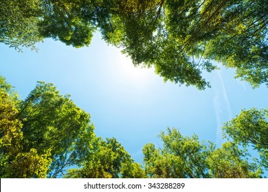 The canopy of tall trees framing a clear blue sky, with the sun shining through
