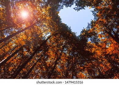 The Canopy of this Autumnal Forest has a Heart Shaped Hole showing Blue Sky