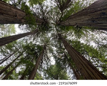 1,039 Redwood tree canopy Images, Stock Photos & Vectors | Shutterstock