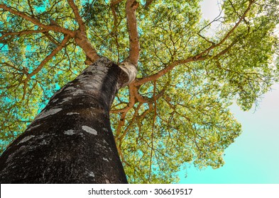 canopy tree