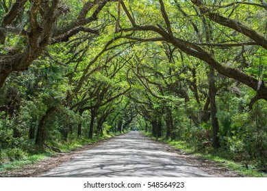 Canopy Of Trees At Botany Bay Road