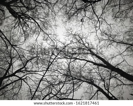 Canopy vew in the winter forest