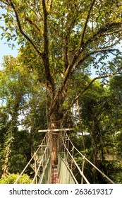 Canopy Walk At Gunung Mulu National Park