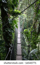 A Canopy Walk Through The Brazilian Rainforest