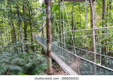 Canopy Walk Within Taman Negara National Park Rainforest Is Popular Eco Tourism Activity