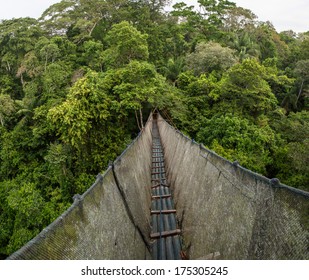 Canopy Walkway In The Amazon Forest, In Tambopata National Park, Peru.