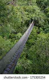 Canopy Walkway In The Amazon Forest, In Tambopata National Park, Peru.