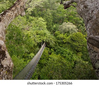 Canopy Walkway In The Amazon Forest, In Tambopata National Park, Peru.