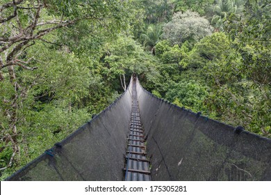 Canopy Walkway In The Amazon Forest, In Tambopata National Park, Peru.