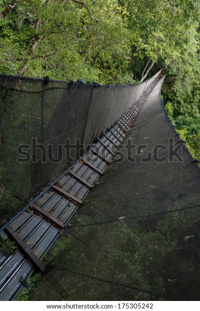 Canopy Walkway in the amazon forest, in tambopata\
national park, Peru.