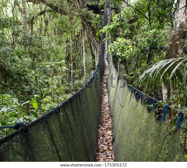 Canopy Walkway in the amazon forest, in tambopata
national park, Peru.