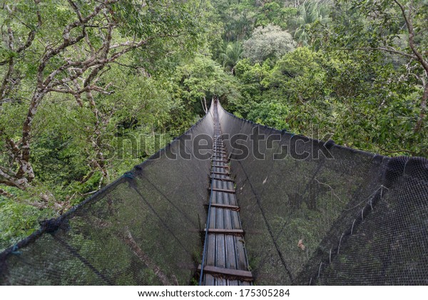 Canopy Walkway in the amazon forest, in tambopata\
national park, Peru.