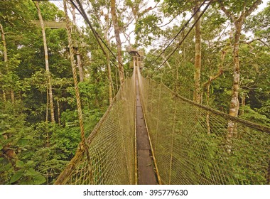 Canopy Walkway In The Amazon Rain Forest