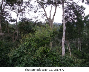 Canopy Walkway In The Kakum National Park