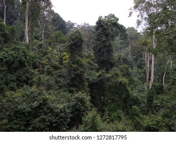 Canopy Walkway In The Kakum National Park