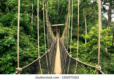 Canopy Walkway At Kakum National Park, Ghana