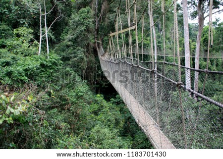 Canopy Walkway Rope Bridge at the Kakum National Park near Cape Coast, Ghana