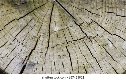 Cant Timberclose Shot Stock Photo 637423921 | Shutterstock