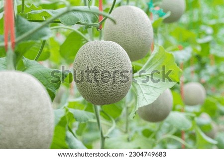 Cantaloup melon growing in greenhouse farm