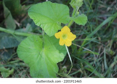 Cantaloupe Flower Growing On The Vine