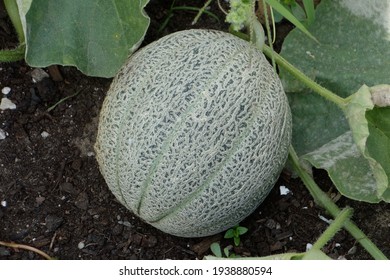 A Cantaloupe Growing In The Garden.