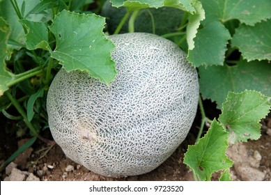 A Cantaloupe Growing In A Vegetable Garden.