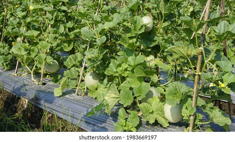 187 Immature melon Images, Stock Photos & Vectors | Shutterstock