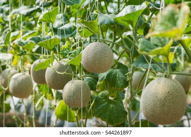 Melon-growing Images, Stock Photos & Vectors | Shutterstock