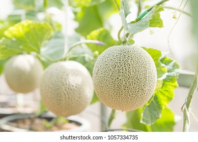 Cantaloupe Melons Sprout Growing In Greenhouse Organic Farm.