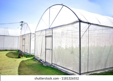 Cantaloupe Melons Sprout Growing In Greenhouse Organic Farm. 