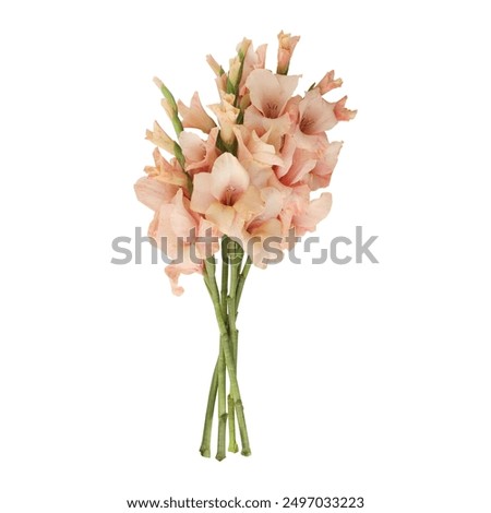 Similar – Image, Stock Photo Cutout tulip macro