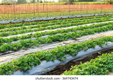 Cantaloupe Plants In Organic Farm 