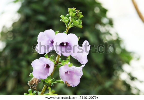 Canterbury bell\
(Gloxinia perennis) in full\
bloom